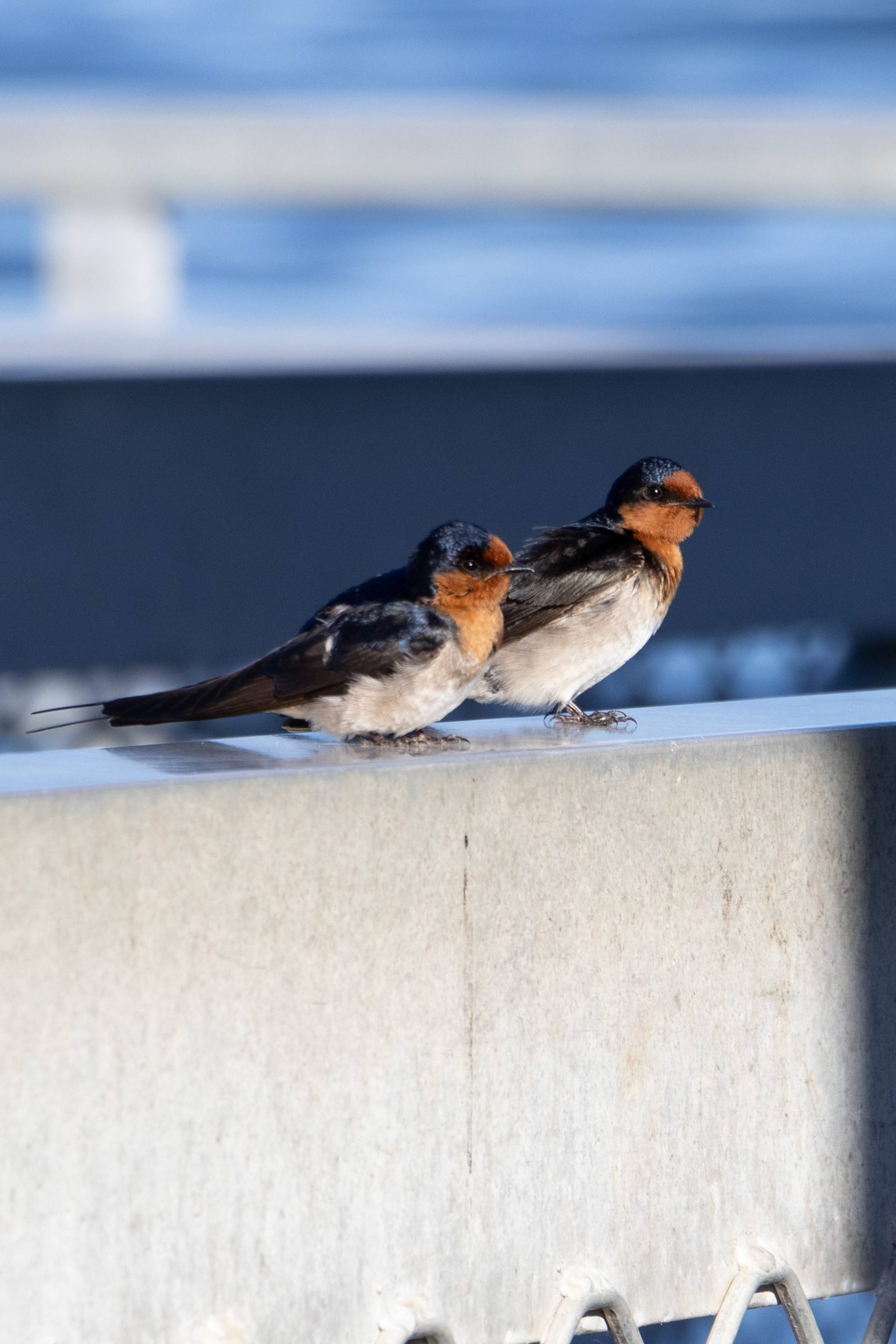 Welcome Swallows sitting on a concrete wall.