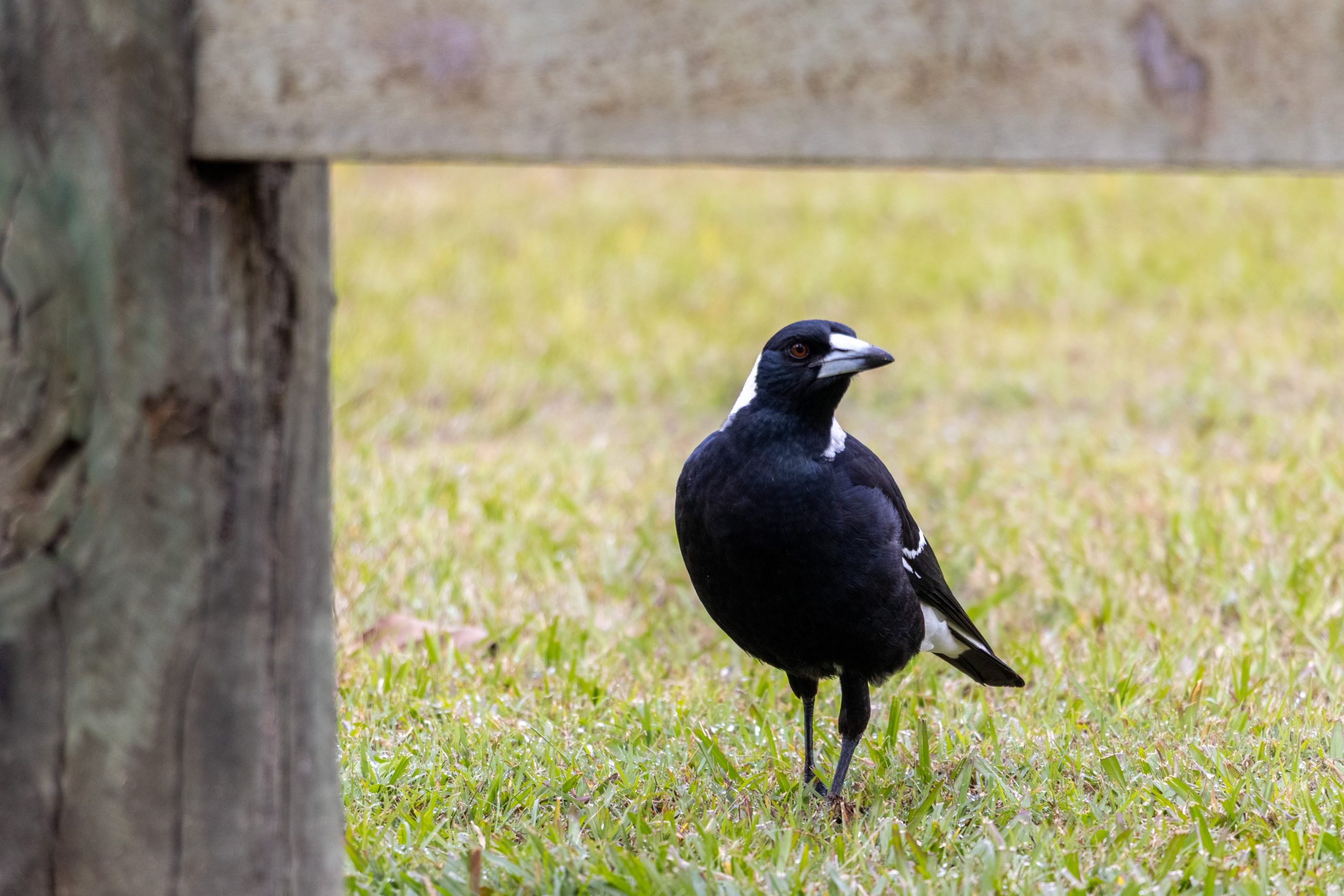 Magpie under a fence on some grass.